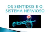 Tema 5 o sistema nervioso e os órganos dos sentidos