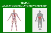 Tema 4 (3º). Aparatos circulatorio y excretor