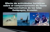 Efecto de actividades turísticas sobre el comportamiento de fauna representativa de las Islas Galápagos