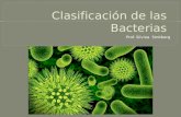 Clasificacion de bacterias