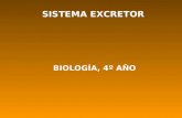 4º año Biología Sistema excretor