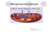 Respiracion celular2