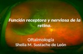 Función receptora y nerviosa de la retina