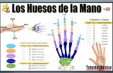 Resumen de las Regiones Anatomicas de la mano y del pie