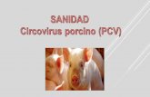 Circovirus porcino (pcv)