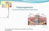 Sistema nervioso central, Embriología.