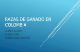 RAZAS DE GANADO EN COLOMBIA