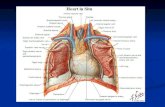Clase de  pulmón