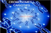Els cromosomes i els cariotips