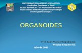 Clase organoides prof. capobianco