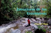 Estructura de los  ecosistemas