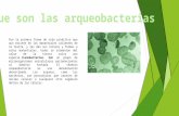 Las cianobacterias y arqueobacterias