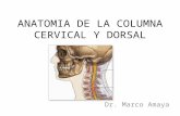 Kinesiologia de la columna cervical y dorsal