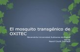 El mosquito transgénico de OXITEC