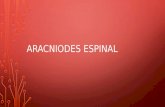 Aracnoides espinal