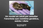 Un model en ratolí per estudiar l'anorèxia que combina genètica, estrès i dieta