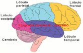Exposicion pro coral relacion lenguaje cerebro viii