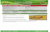 Agrotestigo-Maiz DEKALB-Campaña 1213-Informe Pre-cosecha Nº17