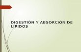 Digestión y absorción de lípidos y proteinas
