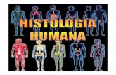 Histologia humana   epitelial e conjuntivo
