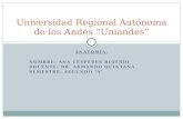 Universidad regional autónoma de los andes anatomia