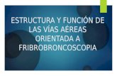 Fibrobroncoscopia estructura y función de las vías aéreas inferiores