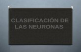 Clasificación de neuronas