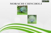 Morachi Chincholi, Chincholi Morachi | jay malhar