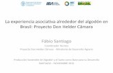 La experiencia asociativa alrededor del algodón en Brasil: Proyecto Don Helder Câmara - Presentación Fábio Santiago, Coordinador Técnico, Proyecto Don Helder Câmara - Ministerio