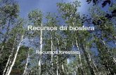 Recursos forestais