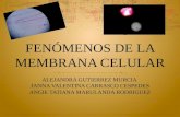 Fenomenos de la membrana celular (1)