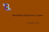 Histología del Sistema Digestivo parte 2