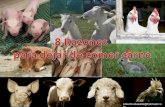 8 razones para no comer carne