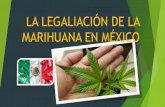 La legalización de la marihuana (cannabis) en México