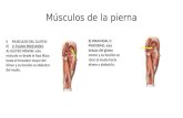 Músculos de la pierna,inervación y articulaciones del pie.