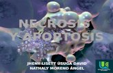 apoptosis y necrosis