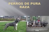 Perros de pura raza