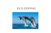 Presentacion Delfines