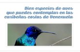 10 especies de aves que puedes contemplar en las caribeñas costas de Venezuela