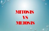 MITOSIS VS MIOSIS (CANCIÓN). Lic Javier Cucaita