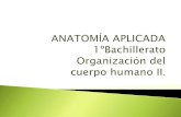 Anatomía Aplicada T1. Organización del cuerpo humano II
