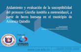 Aislamiento y evaluación de la susceptibilidad del protozoo Giardia lamblia a metronidazol, a partir de heces humana en el municipio de Armenia Quindío