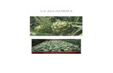 Monografia sobre la alcachofa