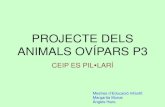 Projecte dels animals ovípars P3