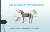 Presentación de los animales vertebrados