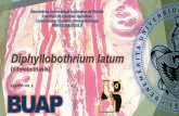 Diphyllobothrium latum clase