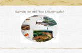 Salmon atlántico expo