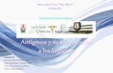 Antígenos y su presentación a los linfocitos