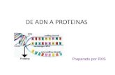 2. de adn a proteinas