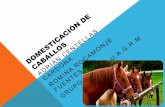 Domesticación de caballos-Etologia